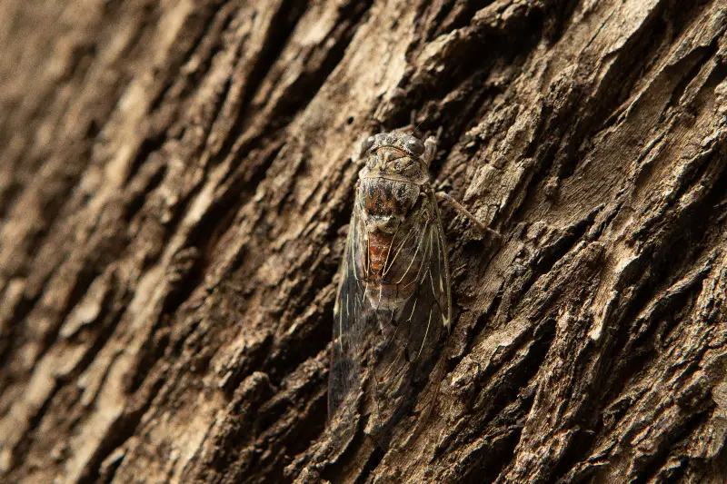 Cigale posée sur l’écorce d’un pin, en gros plan