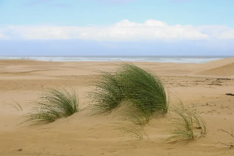 Herbes hautes d'une dune couchées par le vent, la mer en arrière-plan
