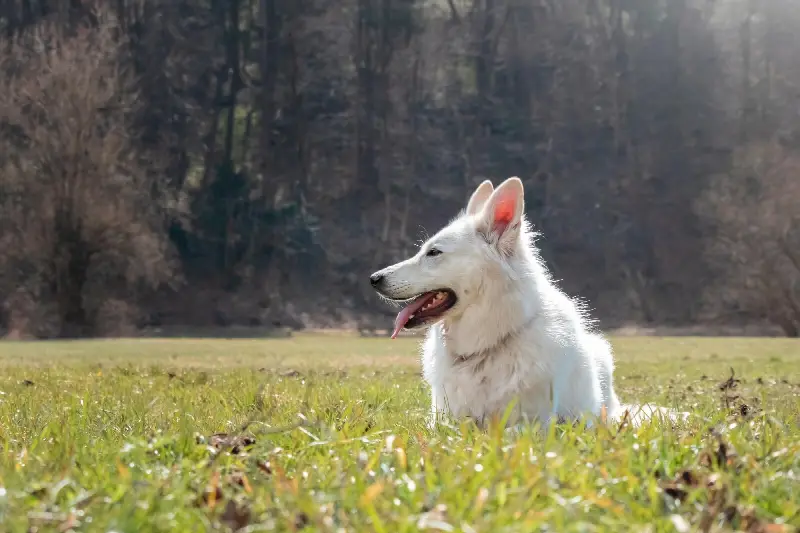 Berger blanc suisse couché dans l'herbe d'un pré, la gueule ouverte