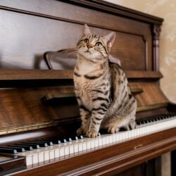 Vous ne devinerez jamais quel instrument rend les chats fous !